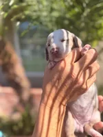 Sprinkles Isabella dapple smooth girl, a female Miniature Dachshund for sale in El Cajon, CA – 5 of 7
