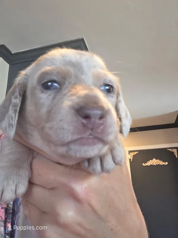 Harley Isabella dapple smooth girl – Miniature Dachshund puppy for sale in El Cajon, CA