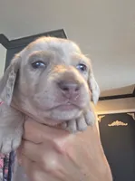 Harley Isabella dapple smooth girl, a female Miniature Dachshund for sale in El Cajon, CA – 1 of 7