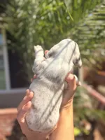 Bruce ween the Isabella dapple, a male Miniature Dachshund for sale in El Cajon, CA – 7 of 7