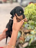 Candy black and tan girl smooth, a female Miniature Dachshund for sale in El Cajon, CA – 3 of 7