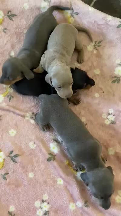 Blue dachshund Jorge , a male Miniature Dachshund for sale in El Cajon, CA – 3 of 4