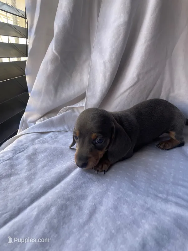 George Blue and tan smooth boy dachshund – Miniature Dachshund puppy for sale in El Cajon, CA