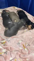 Isabella girl, a female Miniature Dachshund for sale in El Cajon, CA – 4 of 5