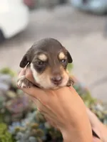 Marley Long hair chocolate  and cream girl, a female Miniature Dachshund for sale in El Cajon, CA – 5 of 9