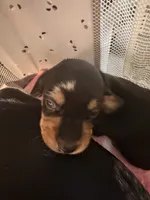 Owen black dapple smooth boy, a male Miniature Dachshund for sale in El Cajon, CA – 3 of 10