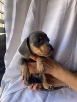 Bruno Blue and tan smooth dachshund boy, a male Miniature Dachshund for sale in El Cajon, CA – 3 of 7