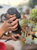 Ellie Black and tan Smooth girl, a female Miniature Dachshund for sale in El Cajon, CA – 9 of 9