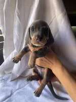 George Blue and tan smooth boy dachshund, a male Miniature Dachshund for sale in El Cajon, CA – 6 of 8