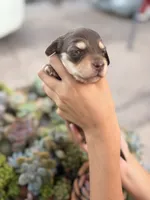 Marley Long hair chocolate  and cream girl, a female Miniature Dachshund for sale in El Cajon, CA – 6 of 9