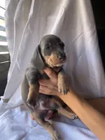 George Blue and tan smooth boy dachshund, a male Miniature Dachshund for sale in El Cajon, CA – 2 of 8
