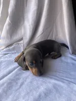 George Blue and tan smooth boy dachshund, a male Miniature Dachshund for sale in El Cajon, CA – 4 of 8