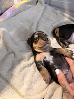 Owen black dapple smooth boy, a male Miniature Dachshund for sale in El Cajon, CA – 5 of 10