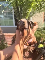 Maple Chocolate dapple  , a female Miniature Dachshund for sale in El Cajon, CA – 6 of 8