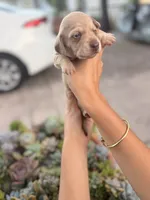 Bella Rue Smooth  cream girl, a female Miniature Dachshund for sale in El Cajon, CA – 7 of 7