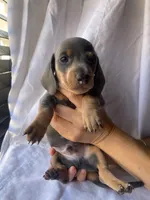 Bruno Blue and tan smooth dachshund boy, a male Miniature Dachshund for sale in El Cajon, CA – 4 of 7