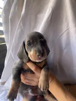 George Blue and tan smooth boy dachshund, a male Miniature Dachshund for sale in El Cajon, CA – 8 of 8