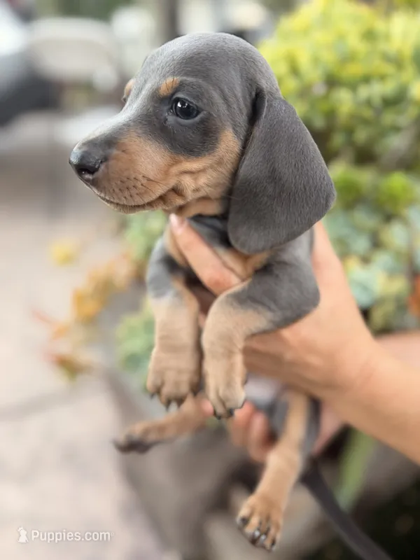 Bruno Blue and tan smooth dachshund boy – Miniature Dachshund puppy for sale in El Cajon, CA