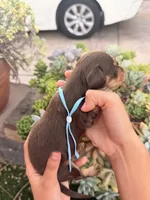 Prince Caspian- Chocolate and  tan longhaired boy, a male Miniature Dachshund for sale in El Cajon, CA – 4 of 7
