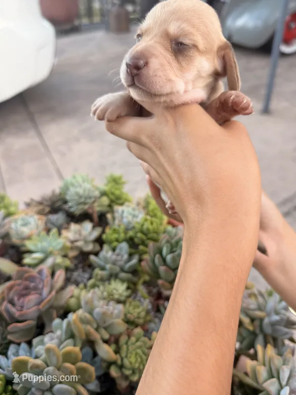 Bella Rue Smooth  cream girl – Miniature Dachshund puppy for sale in El Cajon, CA