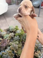 Bella Rue Smooth  cream girl, a female Miniature Dachshund for sale in El Cajon, CA – 1 of 7