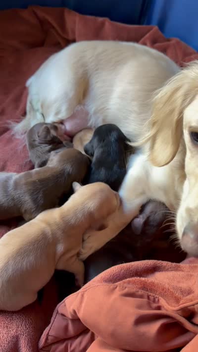 Long hair cream- Bella Rue, a female Miniature Dachshund for sale in El Cajon, CA – 2 of 2