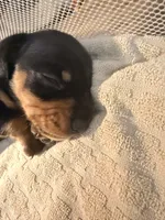 Ace    Black and tan smooth boy, a male Miniature Dachshund for sale in El Cajon, CA – 4 of 7