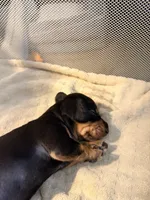 Ace    Black and tan smooth boy, a male Miniature Dachshund for sale in El Cajon, CA – 7 of 7