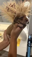 Bruce Shaded cream longhaired boy, a male Miniature Dachshund for sale in El Cajon, CA – 8 of 9