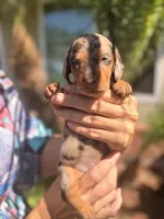 Maple Chocolate dapple  , a female Miniature Dachshund for sale in El Cajon, CA – 3 of 8