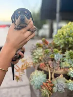 Ellie Black and tan Smooth girl, a female Miniature Dachshund for sale in El Cajon, CA – 3 of 9