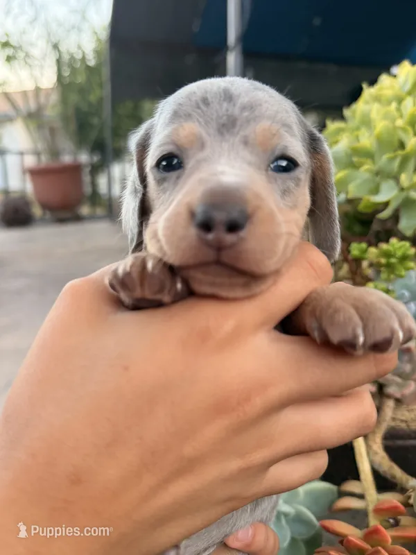 Louie Blue dapple dachshund – Miniature Dachshund puppy for sale in El Cajon, CA