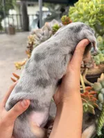Louie Blue dapple dachshund, a male Miniature Dachshund for sale in El Cajon, CA – 5 of 6