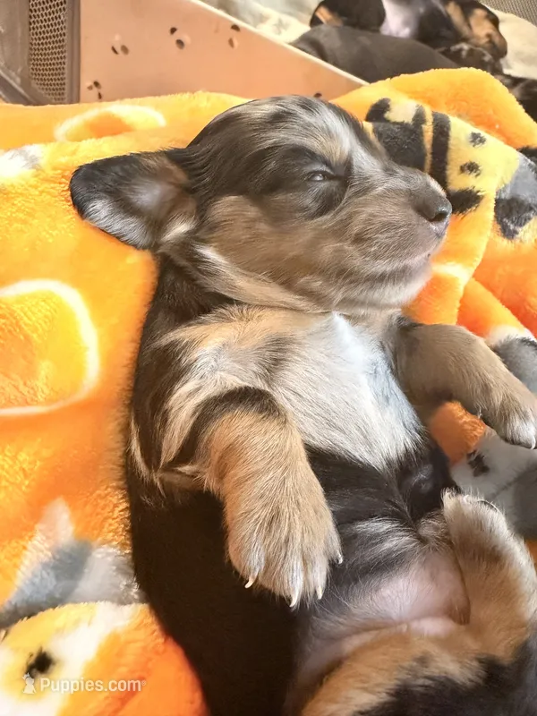 Lucy black dapple longhaired girl – Miniature Dachshund puppy for sale in El Cajon, CA