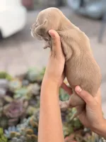 Bella Rue Smooth  cream girl, a female Miniature Dachshund for sale in El Cajon, CA – 4 of 7