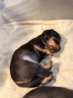 Ace    Black and tan smooth boy, a male Miniature Dachshund for sale in El Cajon, CA – 6 of 7