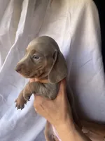 Kelly Isabella and tan smooth girl, a female Miniature Dachshund for sale in El Cajon, CA – 3 of 8