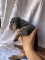 Bruno Blue and tan smooth dachshund boy, a male Miniature Dachshund for sale in El Cajon, CA – 6 of 7
