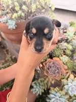 Slinky black and tan boy, a male Miniature Dachshund for sale in El Cajon, CA – 3 of 6