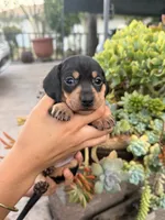 Ellie Black and tan Smooth girl, a female Miniature Dachshund for sale in El Cajon, CA – 1 of 9