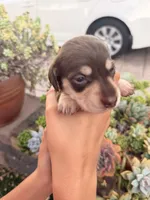Charlie-Chocolate and cream smooth boy, a male Miniature Dachshund for sale in El Cajon, CA – 7 of 7