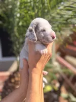 Bruce ween the Isabella dapple, a male Miniature Dachshund for sale in El Cajon, CA – 6 of 7