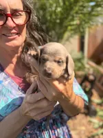 Valentine Isabella and tan smooth boy, a male Miniature Dachshund for sale in El Cajon, CA – 4 of 6