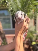 Sprinkles Isabella dapple smooth girl, a female Miniature Dachshund for sale in El Cajon, CA – 2 of 7