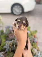 Marley Long hair chocolate  and cream girl, a female Miniature Dachshund for sale in El Cajon, CA – 7 of 9