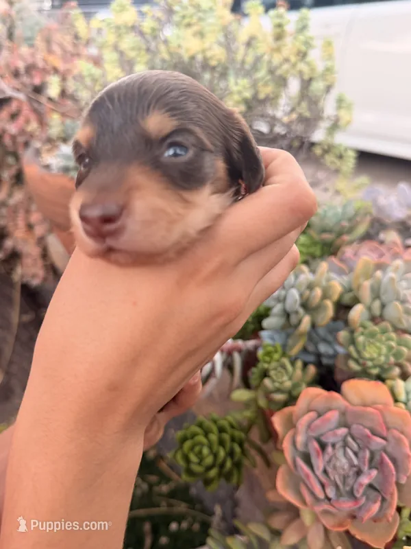 Prince Caspian- Chocolate and  tan longhaired boy – Miniature Dachshund puppy for sale in El Cajon, CA