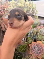 Prince Caspian- Chocolate and  tan longhaired boy, a male Miniature Dachshund for sale in El Cajon, CA – 1 of 7