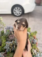 Marley Long hair chocolate  and cream girl, a female Miniature Dachshund for sale in El Cajon, CA – 9 of 9