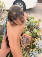 Prince Caspian- Chocolate and  tan longhaired boy, a male Miniature Dachshund for sale in El Cajon, CA – 3 of 7