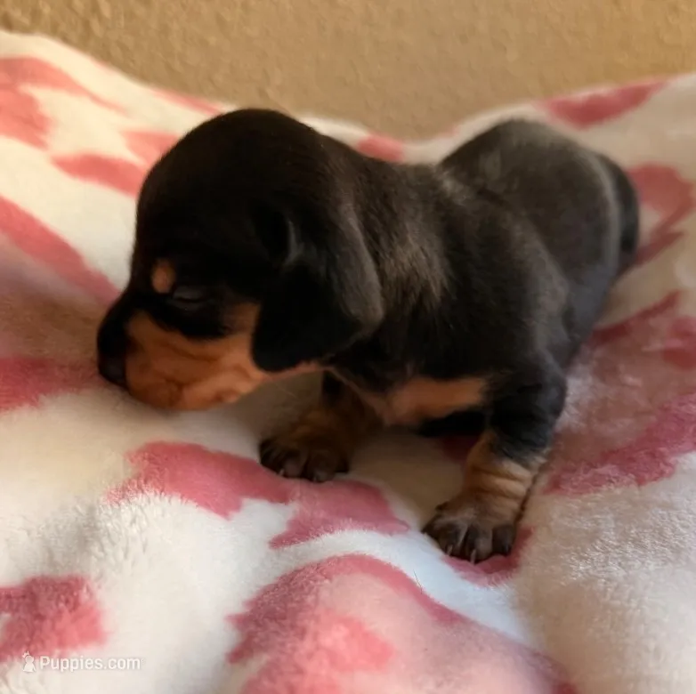 Black and tan female 2 – Miniature Dachshund puppy for sale in El Cajon, CA